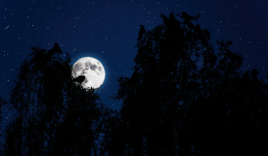 Krähen_Vollmond
