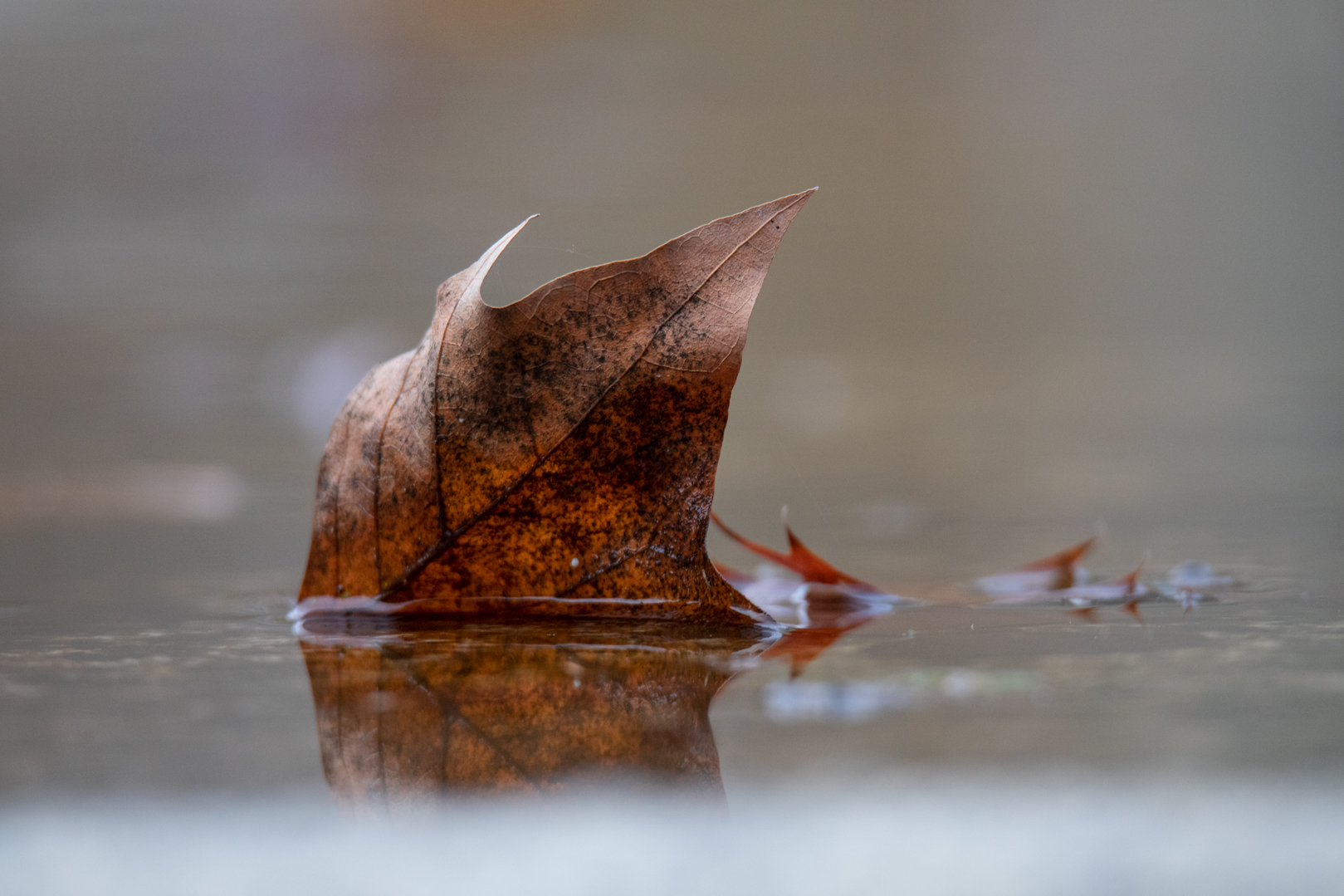 20191116_Tamron-150-600_E6A4007_WEB