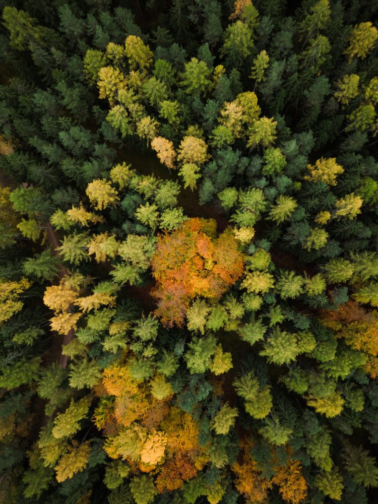 Autumn