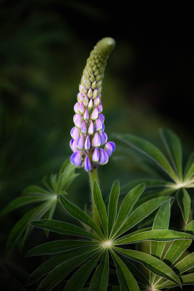 Die violette Lupine