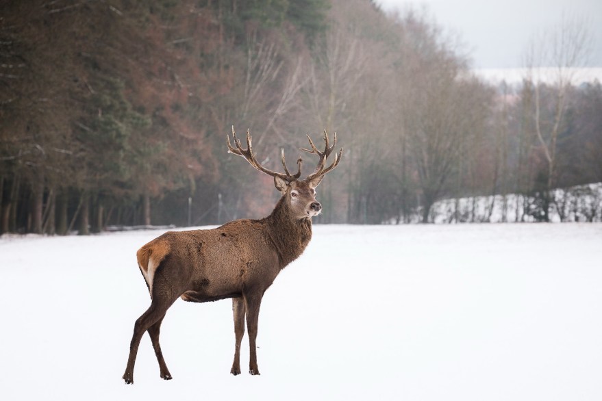Winterzeit im Rotwildgehege
