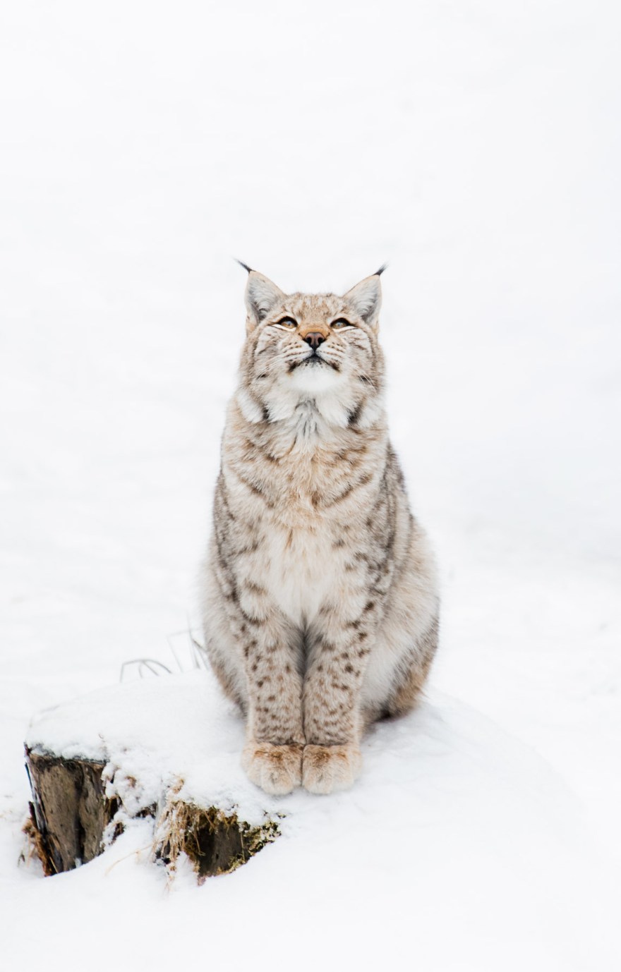Wildpark Mehlmeisel